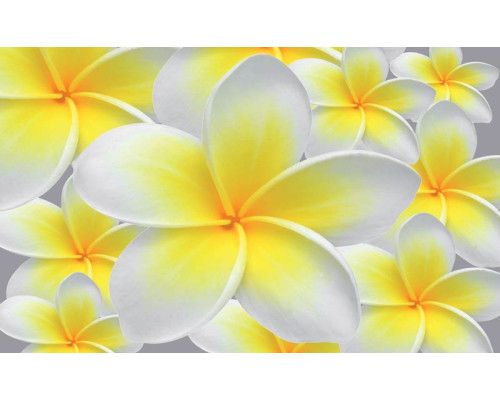 Gelbe und weiße Blumen in einer natürlichen Umgebung, gerendert auf einer schönen und hellen Fototapete.