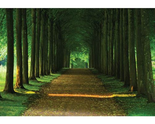 Fototapete mit einem Baumpfad mit Tunnel, 3D-Effekt und Waldumgebung.