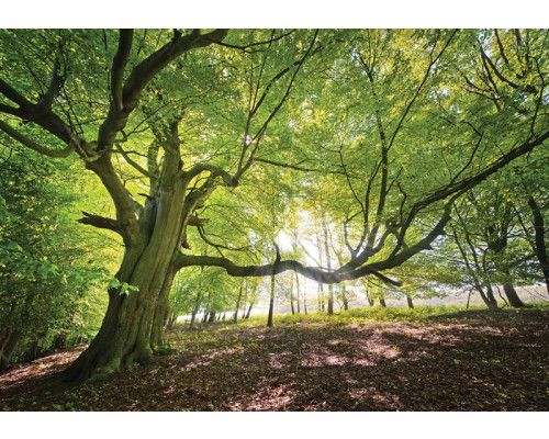 Fototapete eines einzelnen Baumes in einem Wald, naturgetreu.