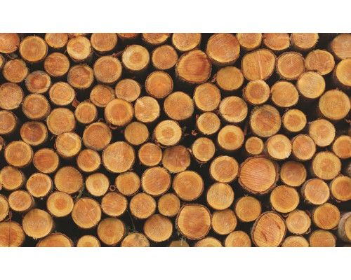 Fototapete mit Baumstämmen und Holzmaserungen, natürliche Textur für einen rustikalen Effekt.