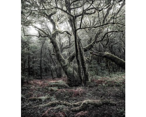 Fototapete Nationalpark Garajonay, mit einer üppigen Waldlandschaft auf La Gomera.