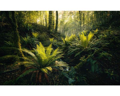 Waldträume Fototapete mit Bäumen in einer märchenhaften Landschaft.