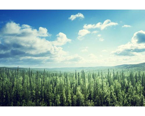Fototapete einer weiten Landschaft, in der sich Berge über einen von Wolken umgebenen Wald erheben.