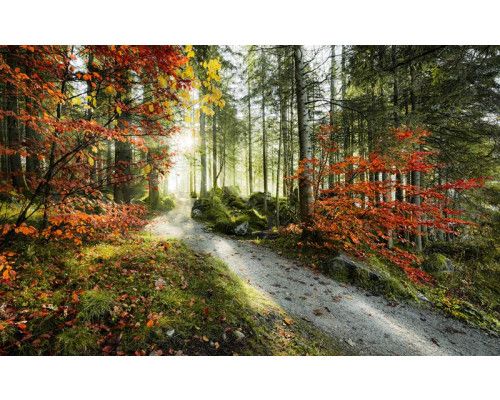 Wald Herbst Alpenbäume Fototapete, mit einer bunten Herbstlandschaft.