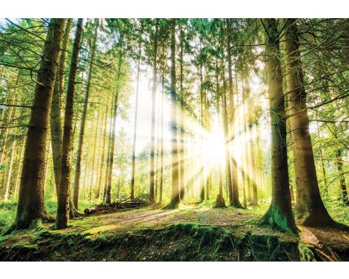 Sonnenuntergang im Wald, Fototapete mit Bäumen und einer grünen Naturansicht für eine heitere Atmosphäre.