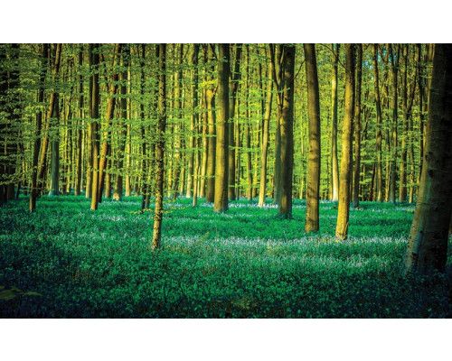 Fototapete eines Waldes mit grünen Bäumen, Natur und Stille.