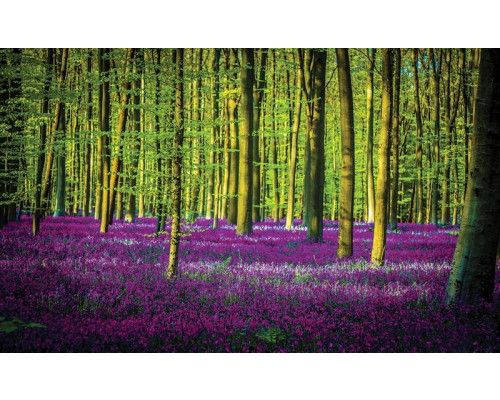 Fototapete eines Waldes in lila mit Bäumen und einem einzelnen Baum.