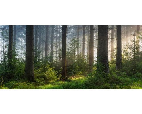 Fototapete mit strahlendem Morgenlicht zwischen hohen Bäumen in einem grünen Wald.