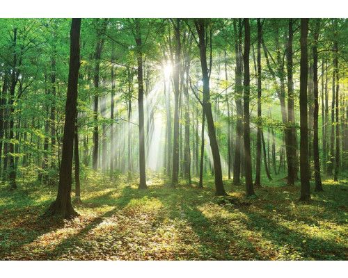 Fototapete einer Waldlandschaft mit Sonnenstrahlen, die bei Sonnenaufgang durch die Bäume scheinen.
