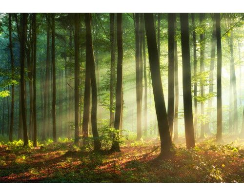 Sonnenstrahlen brechen durch die Bäume eines dichten Waldes auf dieser Fototapete, mit einem warmen und natürlichen Look.