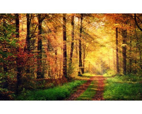 Fototapete eines Waldwegs, der von Sonnenstrahlen beleuchtet wird, die durch das Blätterdach brechen.