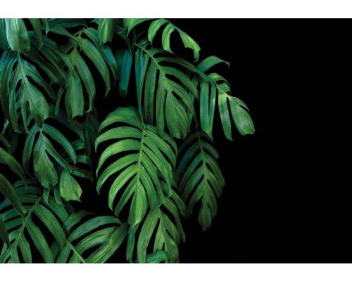 Botanische Dschungelblätter vor einem schwarzen Hintergrund auf dieser Fototapete sorgen für einen üppigen und exotischen Look.