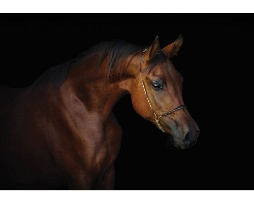 Fototapete eines braunen Pferdes mit schwarzem Hintergrund, die sich auf Eleganz und Stärke konzentriert.
