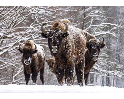 Fototapete von Büffel im Schnee in einem Wald, Winteratmosphäre.
