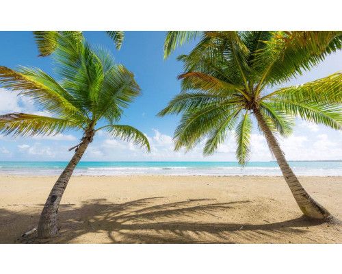 Karibisches Paradies Palmen Fototapete, mit einem tropischen Strand.