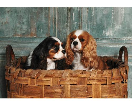 Eine Fototapete mit Cavalier King Charles Spaniels in einer natürlichen und verspielten Umgebung.