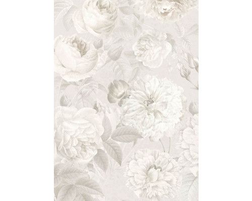 Centifolia muscosa Moosrosenblüten, gerendert in einer abstrakten und detaillierten Fototapete für einen eleganten Look.