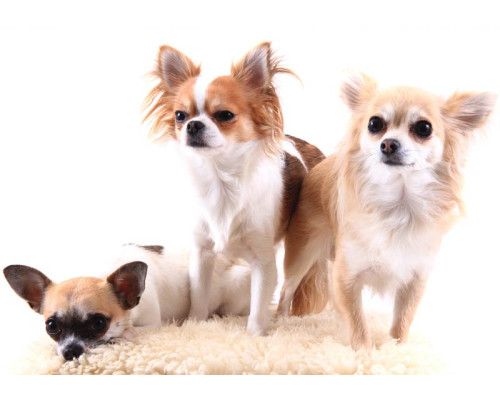 Fototapete eines Chihuahuas mit einer detaillierten Darstellung des Hundes in einer verspielten Pose.