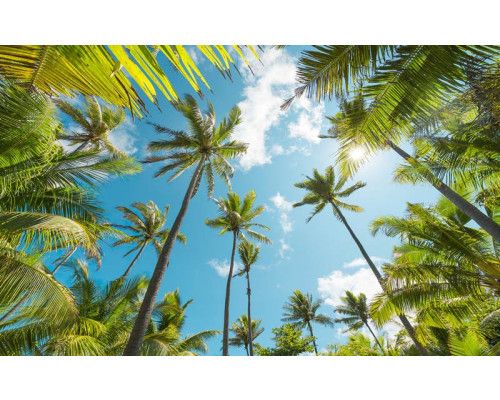 Coconut Heaven Palmen mit Blick auf die tropische Landschaft.