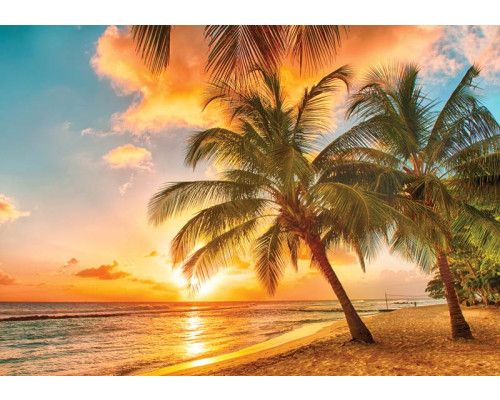 Tropischer Sonnenuntergang mit goldenem Himmel, ruhigem Meer und Palmen an der Küste, Fototapete, die Wärme und Ruhe ausstrahlt.