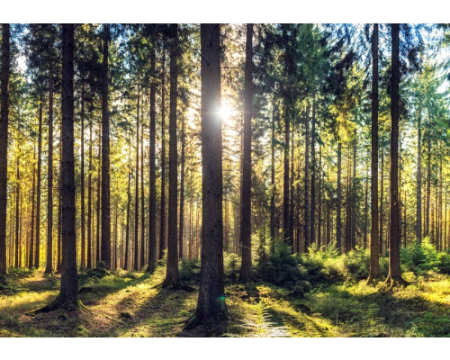 Fototapete mit Sonnenstrahlen zwischen hohen Kiefern in einem ruhigen Kiefernwald.