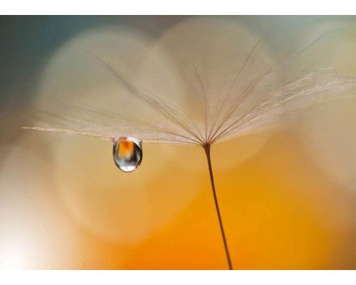 Drop to Löwenzahn Fototapete