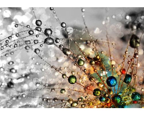 Tropfen auf einer Pusteblume Fototapete, detailliertes florales Design.