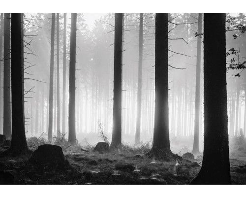 Fototapete eines dunklen Waldes mit nebligem Abend und Bäumen.