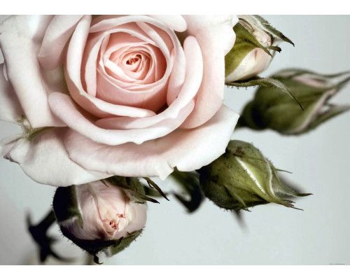 Elegante Rose Fototapete