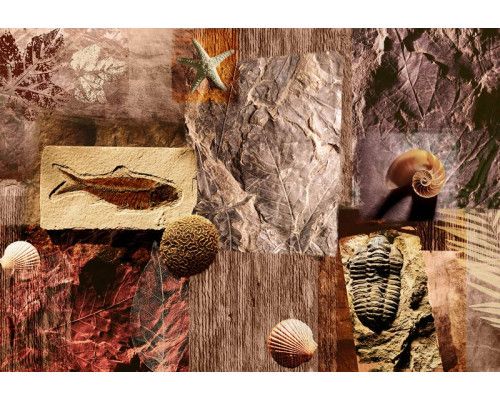 Fototapete mit prähistorischen Fossilien und Muscheln, die alte Meeresbewohner zeigen.