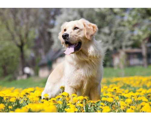 Fototapete von einem Golden Retriever Hund, mit einem freundlichen und verspielten Blick.