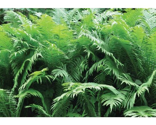 Grüne Farne im Dschungel, Natur und Pflanzen Fototapete für ein üppiges grünes Ambiente.