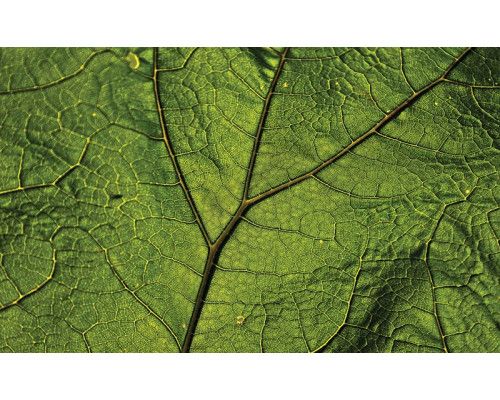 Grüne Blatt-Fototapete mit natürlichen Akzenten für eine frische Atmosphäre.