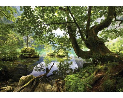 Grüne Waldlandschaft, gerendert auf einer Fototapete mit Bäumen und einem beruhigenden Blick.