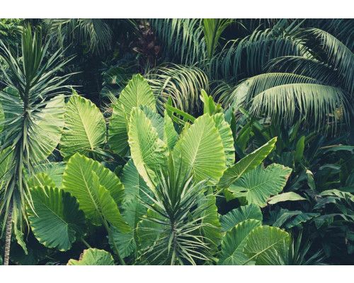 Grüne Blätter und Dschungelpflanzen dominieren diese Fototapete, die einen üppigen und natürlichen Look hat.