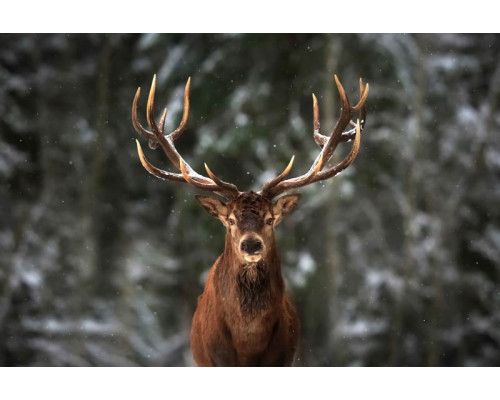 Fototapete eines großen Hirsches mit beeindruckendem Geweih, der in einem von Bäumen umgebenen Wald steht.