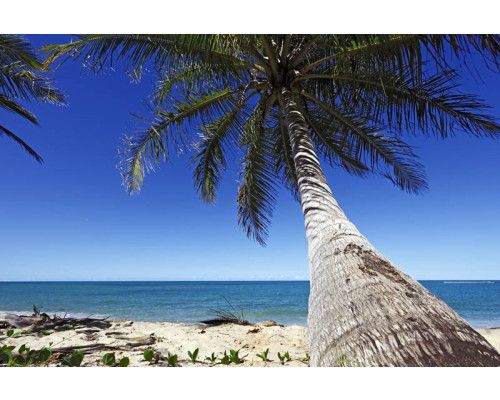 Fototapete mit einer großen Palme, die sich über das Meer beugt, mit einer tropischen Strandkulisse im Hintergrund.