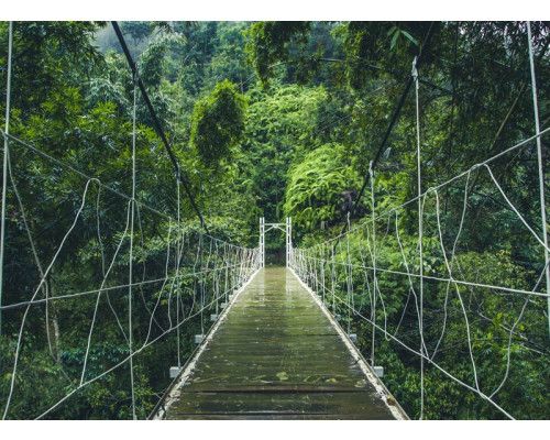 Fototapete mit einer Hängebrücke, die sich durch dichten Dschungel und Regenwald schlängelt, umgeben von üppiger Natur.