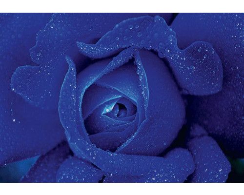 Himmelblaue Rose auf Fototapete, weich und anspruchsvoll.