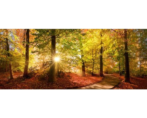 Fototapete Herbstwald mit Sonnenstrahlen und goldfarbenen Blättern entlang eines Waldwegs.