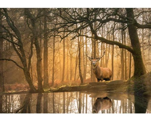 Fototapete Hirsche am Waldrand mit einem Hirsch in einem idyllischen Wald mit ruhigem See im Vordergrund.