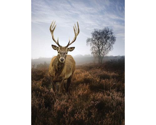 Fototapete eines Rehs in einer nebligen Wiese, Natur und Landschaft.