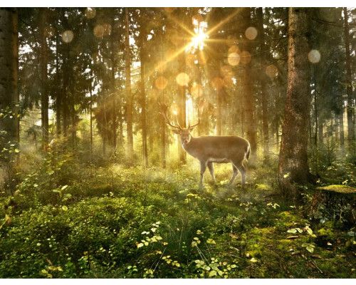 Fototapete eines Rehs, das zwischen den Bäumen in einem sonnigen Wald steht, mit Lichtstrahlen, die durch das Laub fallen.