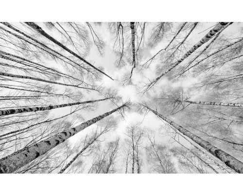 Hohe Bäume in einer Waldlandschaft, perfekt für eine beruhigende Atmosphäre.