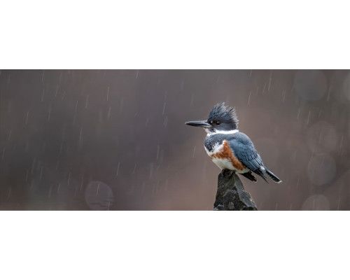 Fototapete eisvogel im regen mit einem farbenprächtigen eisvogel auf einem felsen während eines sanften regenschauers.