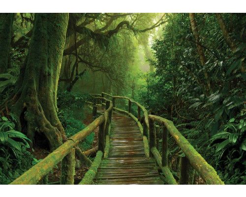 Eine Brücke, die durch den Dschungel in einem üppigen Regenwald führt, perfekt eingefangen auf diesem Natur-Fotohintergrund.