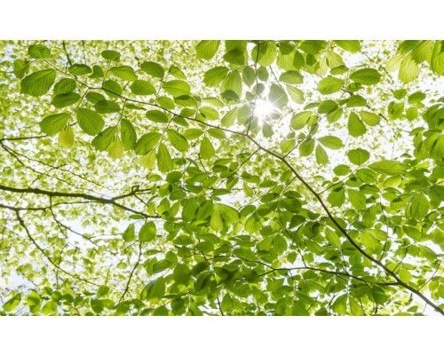 In den Wald Frühling Blätter Fototapete, mit frischen grünen Blättern im Frühling.