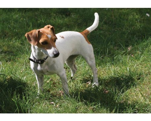 Fototapete eines Jack Russel Hundes, mit einer verspielten und lebendigen Darstellung des Tieres.
