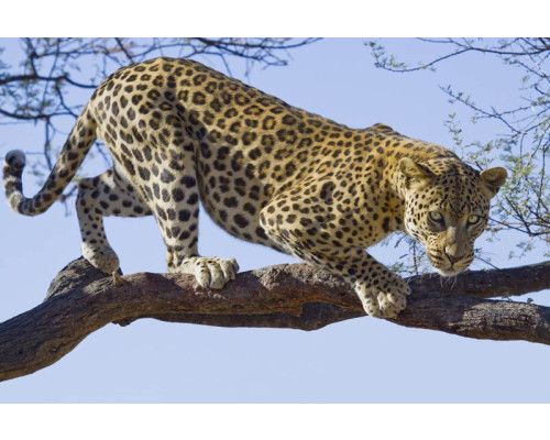 Fototapete eines Jaguars, Leoparden und Geparden, detailliert in Naturtönen.