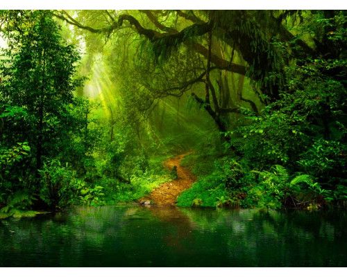 Eine bezaubernde Fototapete mit Dschungelpflanzen und tropischen Blumen, umgeben von Natur und einem tropischen See.